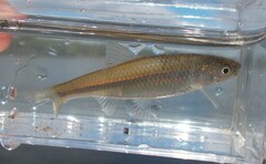 Cyprinella spiloptera