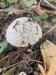 Amanita magniverrucata