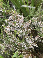 Erica parviflora