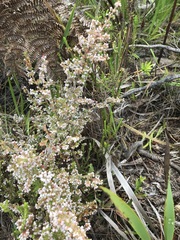Erica parviflora