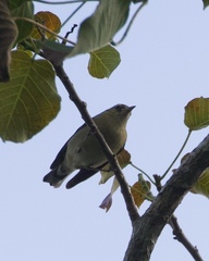 Setophaga fusca