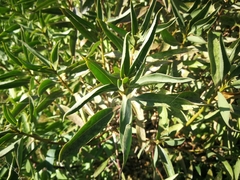 Myoporum