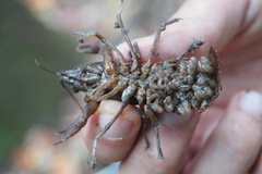 Astacoidea