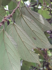 Trema micrantha floridana