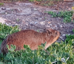 Procavia capensis capensis