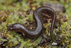 Stereochilus marginatus