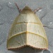 Hylophilodes dubia - Photo (c) dhfischer, algunos derechos reservados (CC BY-NC), subido por dhfischer