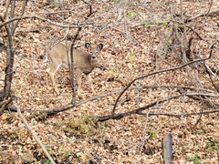 Odocoileus virginianus borealis