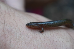 Stereochilus marginatus