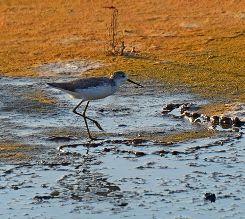 Archibebe fino (Tringa stagnatilis)