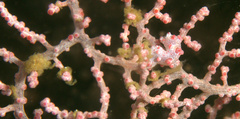 Hippocampus bargibanti