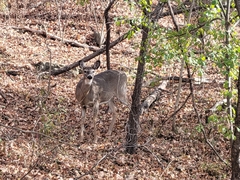 Odocoileus virginianus borealis