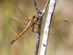 Trithemis furva