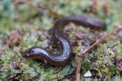 Stereochilus marginatus