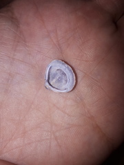 Corbicula largillierti