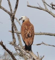 Busarellus nigricollis