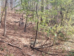 Odocoileus virginianus borealis