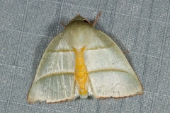 Hylophilodes dubia