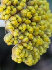 Helichrysum