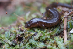 Stereochilus marginatus