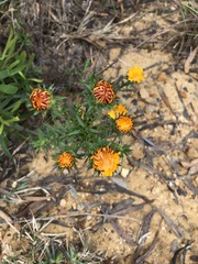 Oedera capensis