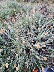 Helichrysum