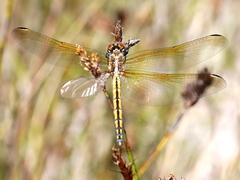 Trithemis furva
