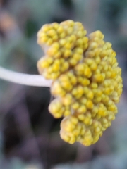 Helichrysum