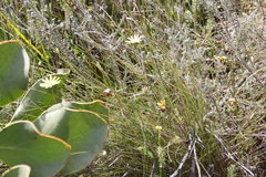 Ursinia