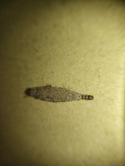 Phereoeca