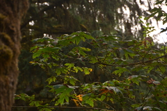 Acer macrophyllum