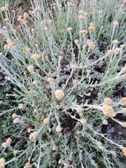 Helichrysum