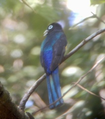 Trogon melanocephalus