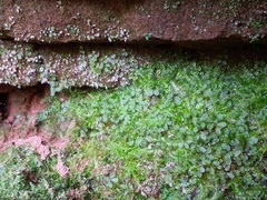 Rhizomnium punctatum