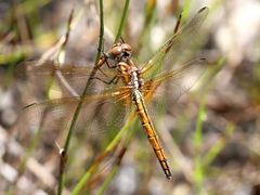 Trithemis pluvialis