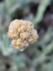 Helichrysum
