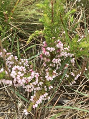 Erica parviflora