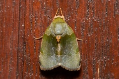 Lasiolopha saturata
