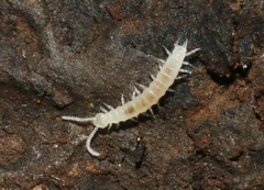 Scutigerellidae