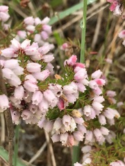 Erica parviflora