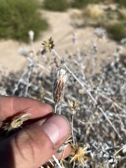 Brickellia incana