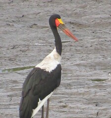 Ephippiorhynchus senegalensis