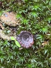 Coltricia cinnamomea