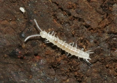 Scutigerellidae