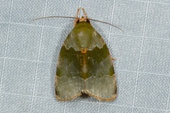 Lasiolopha saturata