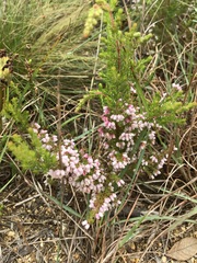 Erica parviflora
