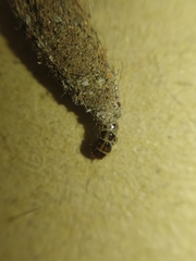 Phereoeca