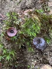 Coltricia cinnamomea