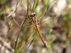 Trithemis pluvialis