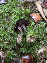 Coltricia cinnamomea